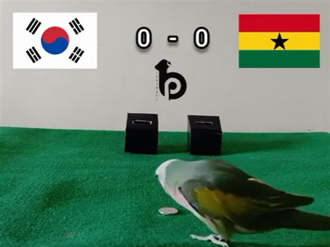 Vẹt tiên tri có màn dự đoán kết quả trận đấu của Hàn Quốc - Ghana