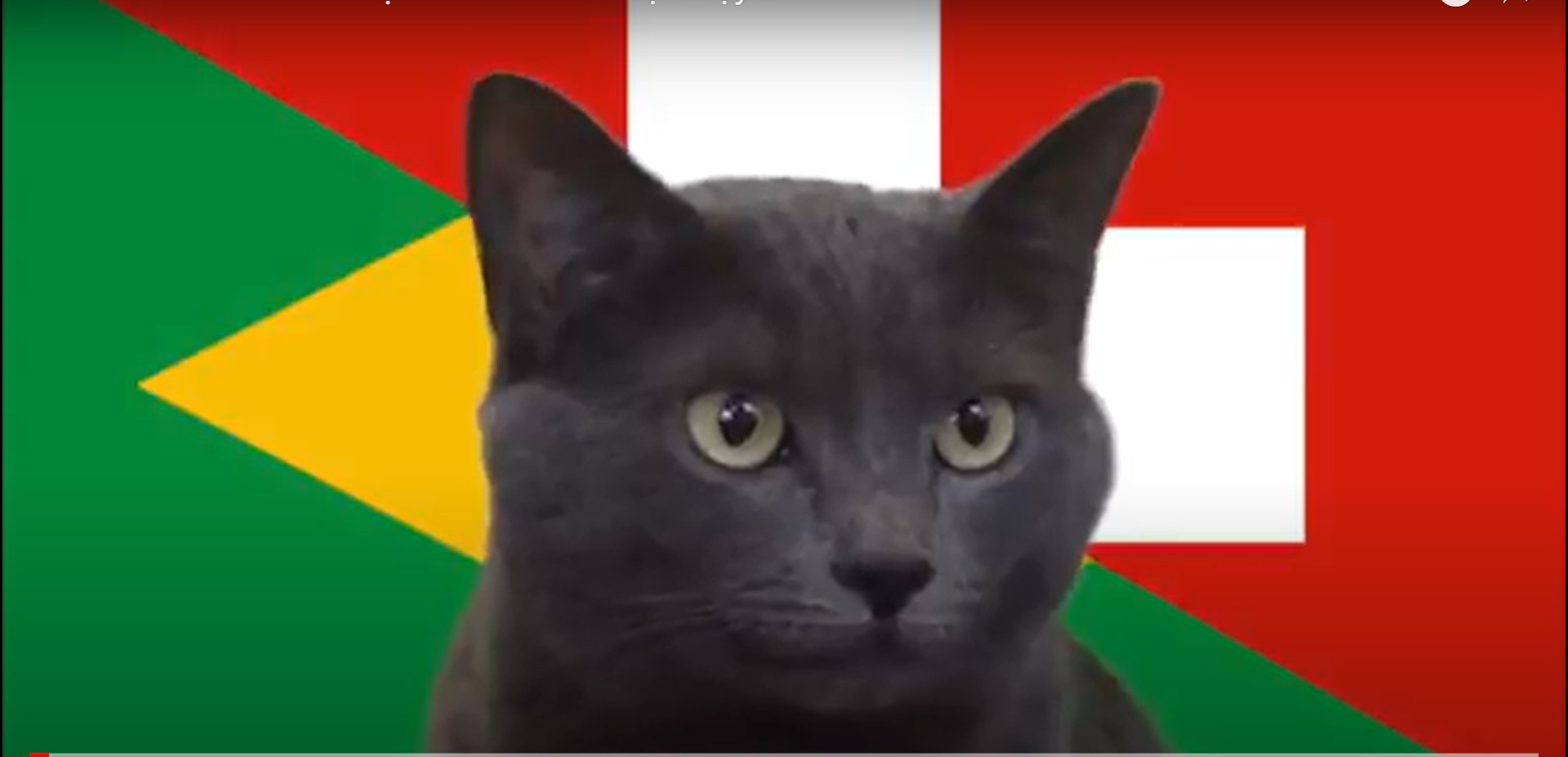 Hãy cùng mèo tiên tri dự đoán kết quả trận đấu Brasil vs Thụy Sĩ World Cup 2022 