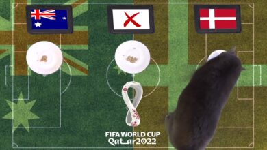 Hãy cùng mèo tiên tri dự đoán kết quả Úc vs Đan Mạch World Cup 2022 