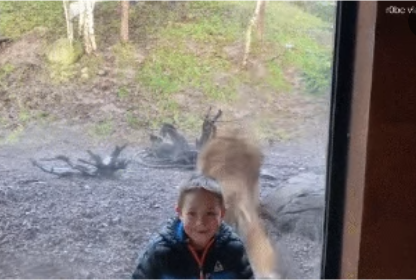 Hổ tấn công bé trai