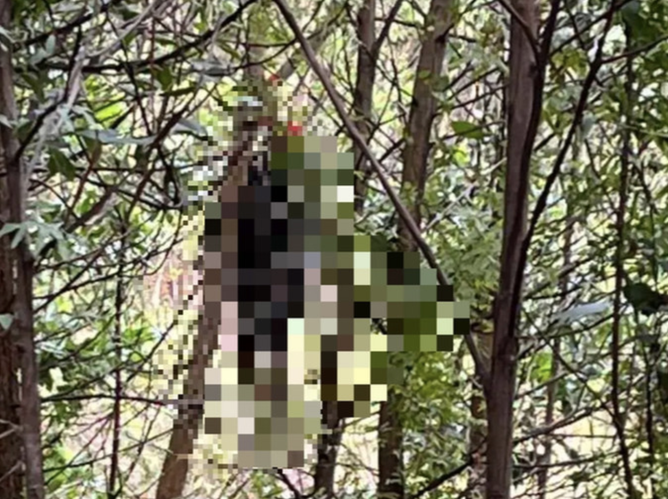 Hiện trường nơi người đàn ông tử vong trong tư thể treo cổ tại rừng keo (xã Cộng Hòa, TP. Cẩm Phả, tỉnh Quảng Ninh)